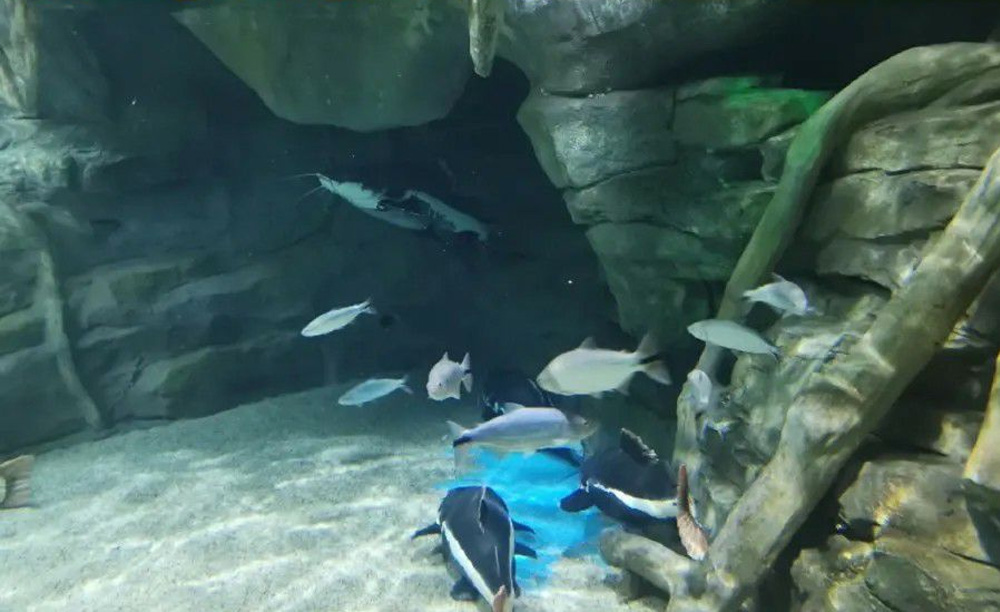 如何解決海洋館空氣潮濕問題？